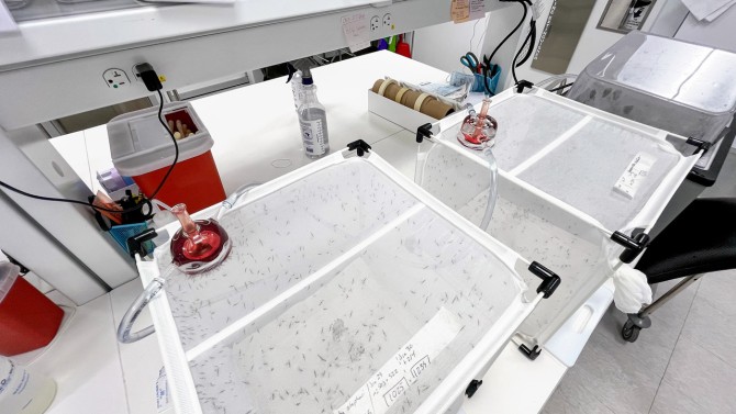 Donlon crafted glass mosquito feeders that sit atop enclosures in the lab of Courtney Murdock, associate professor of entomology in the College of Agriculture and Life Sciences. The feeders support mosquito populations that researchers are using to study how climate change impacts diseases like malaria and West Nile virus.